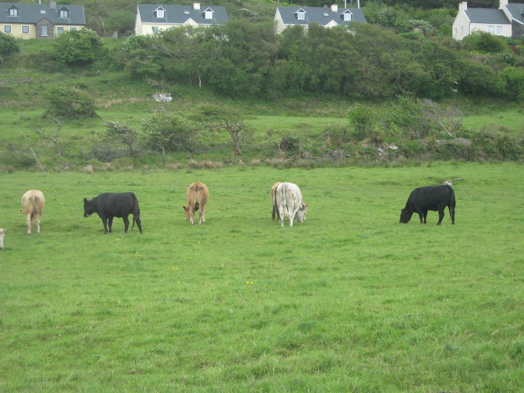 Iveragh Heights Bed & Breakfast Cahersiveen Exterior photo